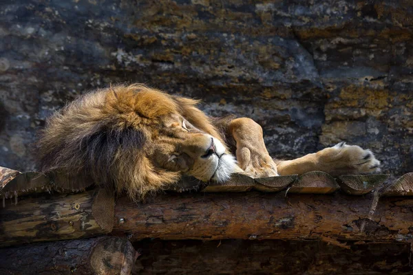 Ύπνος Λιοντάρι Στο Zoo Bojnice Σλοβακία — Φωτογραφία Αρχείου