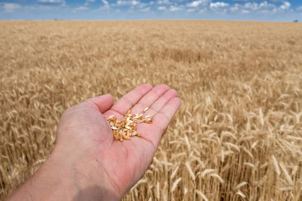 Рука Зернами Пшениці Братислава Ліцензійні Стокові Зображення