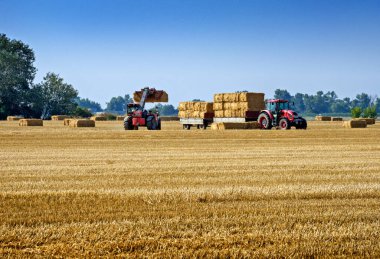 Bratislava yakınlarındaki buğday tarlaları, hasat sonrası, Slovakya.