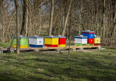 Arı kovanları, arıcılık, Kalinkovo yakınlarındaki bahçe..