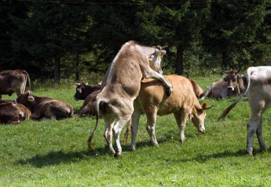 Sığır çiftleşmesi, otlatma, Telgart, Slovakya.