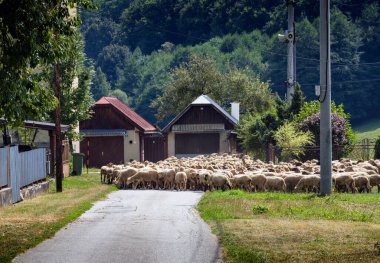 Flazing of sheep near Muran plateau, Muran, Slovakia. clipart