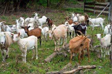 Keçi Tutkusu, Hayvanlar Evi, Tutku.