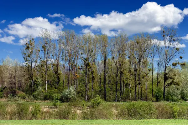 Bratislava yakınlarındaki Luzny Ormanı, Ağaçlardaki ökseotu, Slovakya.