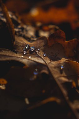 Üzerinde su damlaları olan kahverengi yaprak, güzel doğa, karanlık ışık, sonbahar