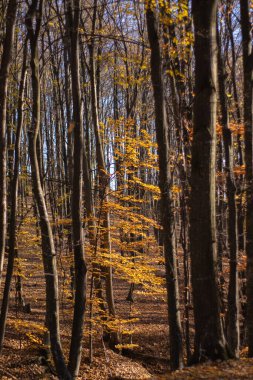 Sonbahar rengarenk ormanda, yerde yapraklar, yarısı boş ağaçlar, güzel doğa.