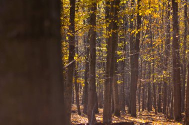 Sonbahar rengarenk ormanda, yerde yapraklar, yarısı boş ağaçlar, güzel doğa.