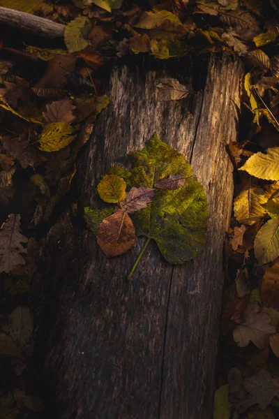 Kleurrijke Bladeren Met Druppels Water Een Boomstam Herfst Vallen Prachtige — Stockfoto