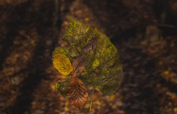 Πολύχρωμα Φύλλα Σταγόνες Νερού Κορμό Δέντρου Φθινόπωρο Όμορφη Φύση Σκούρο — Φωτογραφία Αρχείου