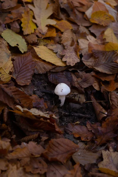 Cogumelos Brancos Pequenos Minúsculos Outono Folhas Musgo Estação — Fotografia de Stock