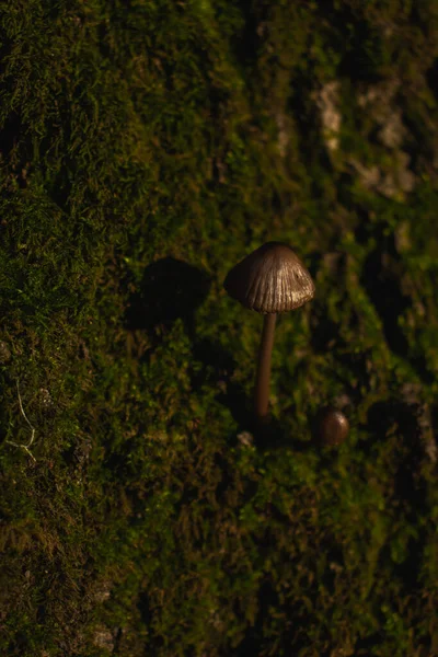 Mushrooms Small Tiny Autumn Fall Day Leaves Moss Season — Stock Photo, Image