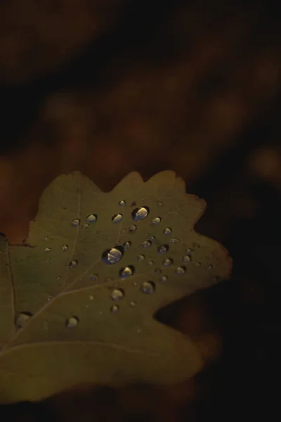 黄叶上有水滴 自然美丽 光线昏暗 秋天秋天来临 — 图库照片