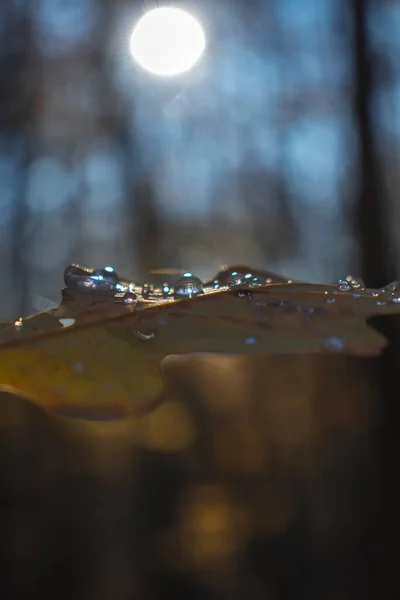 Коричневый Лист Каплями Воды Красивая Природа Темный Свет Осень — стоковое фото