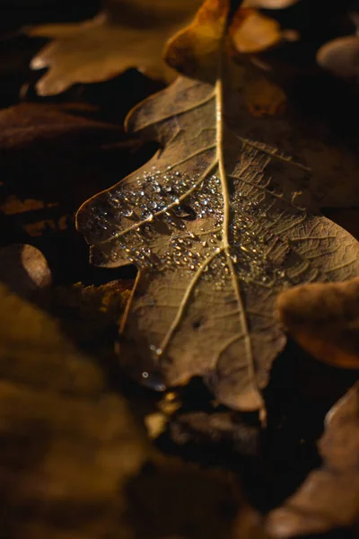 Hnědý List Kapkami Vody Krásná Příroda Tmavé Světlo Podzim — Stock fotografie