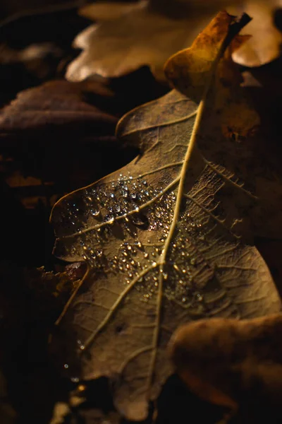 Brunt Löv Med Droppar Vatten Vacker Natur Mörkt Ljus Höst — Stockfoto