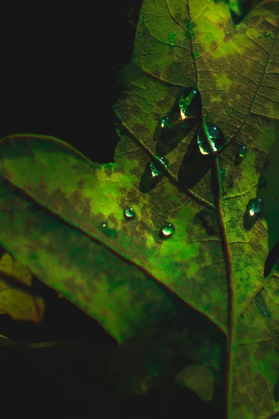 Hoja Verde Con Gotas Agua Hermosa Naturaleza Luz Oscura Otoño — Foto de Stock