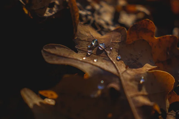 Hnědý List Kapkami Vody Krásná Příroda Tmavé Světlo Podzim — Stock fotografie