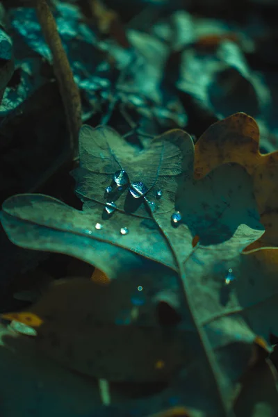 绿叶上有水滴 自然美丽 光线昏暗 秋天秋天来临 — 图库照片