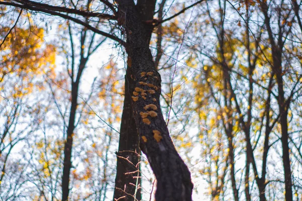 Automne Automne Dans Forêt Colorée Feuilles Sur Sol Arbres Moitié — Photo