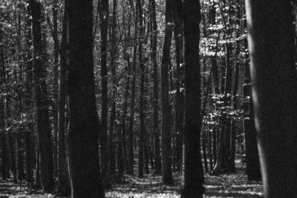 Jesień Jesień Czarno Biały Liście Ziemi Połowie Puste Drzewa Stary — Zdjęcie stockowe