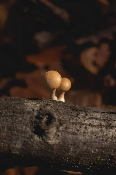 Pilze Klein Und Klein Herbsttag Blätter Moos Jahreszeit — Stockfoto