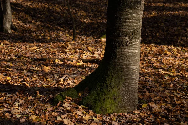 Herbst Bunten Wald Blätter Boden Halb Leere Bäume Schöne Natur — Stockfoto