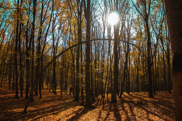 stock image Fall autumn in the colorful forest, leafs on the ground, half empty trees, beautiful nature