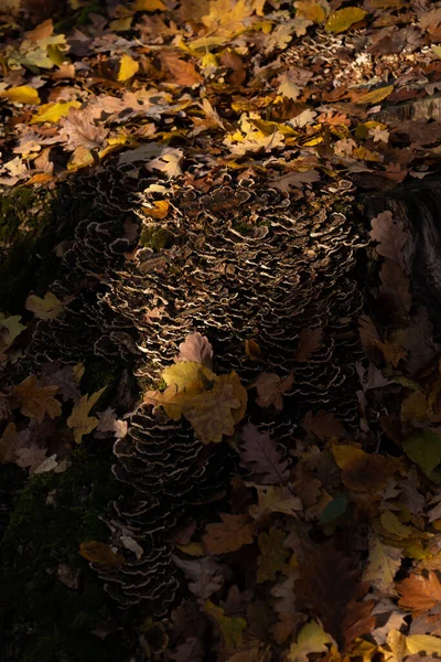 Cogumelos Pequenos Minúsculos Outono Folhas Musgo Estação — Fotografia de Stock