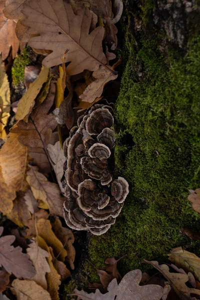 Cogumelos Pequenos Minúsculos Outono Folhas Musgo Estação — Fotografia de Stock