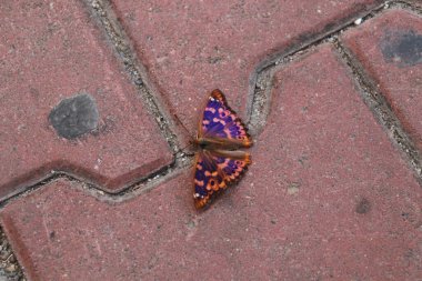 Kelebek mor renkte, yerde parlıyor. Yaklaş, güzel böcek.