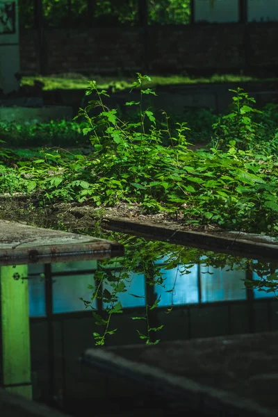 Natureza Crescendo Uma Antiga Fábrica Abandonada Plantas Subindo Metal Pedra — Fotografia de Stock