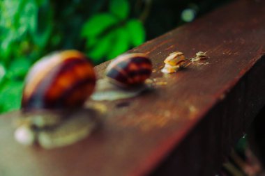 Yağmurlu bir günde salyangoz, küçükten büyüğe, kardeşlerim, güzel doğa