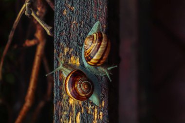 Yağmurlu bir günde salyangoz, küçükten büyüğe, kardeşlerim, güzel doğa