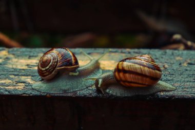 Yağmurlu bir günde salyangoz, küçükten büyüğe, kardeşlerim, güzel doğa