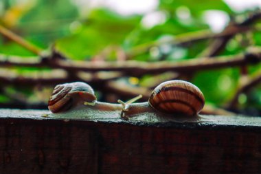 Yağmurlu bir günde salyangoz, küçükten büyüğe, kardeşlerim, güzel doğa