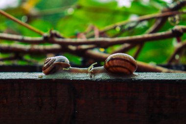 Yağmurlu bir günde salyangoz, küçükten büyüğe, kardeşlerim, güzel doğa