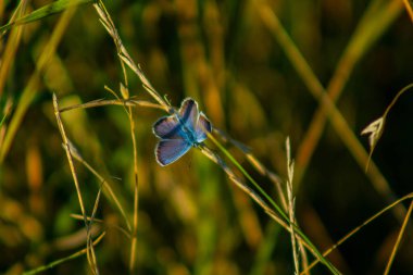 Kelebek, doğanın çok güzel bir sahnesinde, uçan böcek.