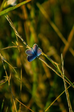 Kelebek, doğanın çok güzel bir sahnesinde, uçan böcek.