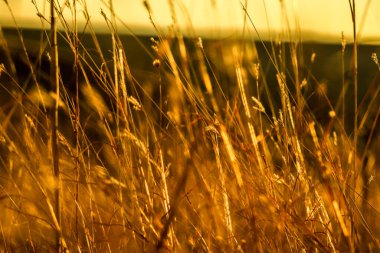 Güzel yaz günbatımı, altın saman, kırsal alan, neşe ve sessizlik dolu sıcak ışık