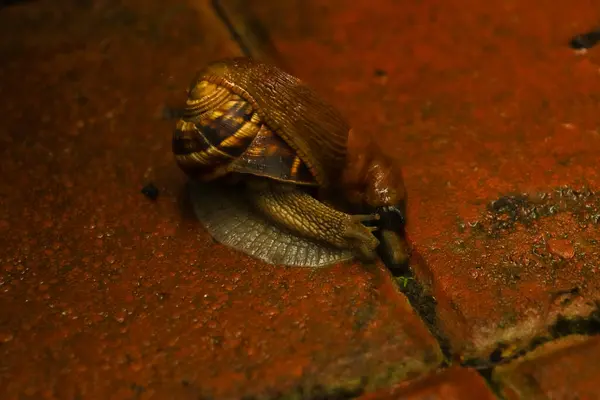 Limax ve salyangoz yağmurlu ve güzel bir günde yerde birlikte.