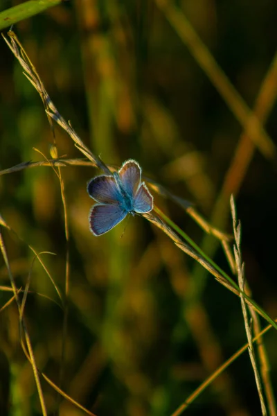 stock image Butterfly multicolored in a beautiful scene of nature, flying insect