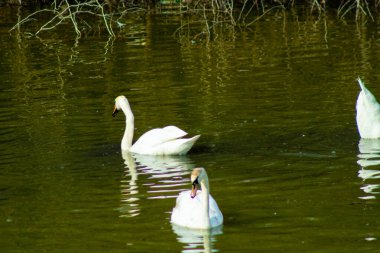 Nehirde beyaz kuğular, göl, yüzme ve parlama, güzel kuşlar ve doğa.