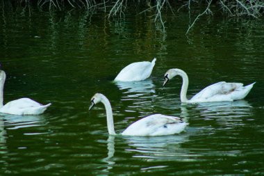 Nehirde beyaz kuğular, göl, yüzme ve parlama, güzel kuşlar ve doğa.