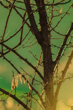 Güzel yaz günbatımı, altın saman, kırsal alan, neşe ve sessizlik dolu sıcak ışık