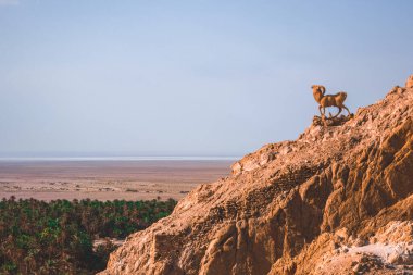 Tunus 'ta güzel bir vaha, çöl, kum, sıcak ve palmiye ağaçları, güzel bir yer.