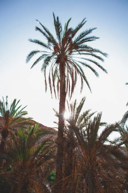 Tunus 'ta güzel bir vaha, çöl, kum, sıcak ve palmiye ağaçları, güzel bir yer.