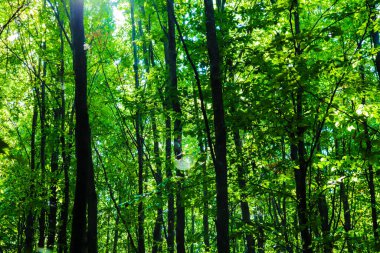 Ormanda sonbahar, yeşil ve sarı yaprakların renkleri ve ağaçlar, güzel sessizlik doğa.