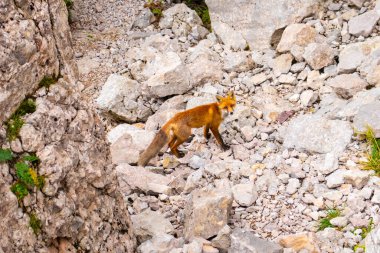 Turuncu tilki dağın kayalarında yürüyor ve bize bakıyor, Romanya