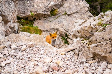 Turuncu tilki dağın kayalarında yürüyor ve bize bakıyor, Romanya