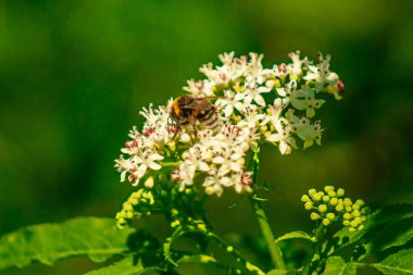 Kelebek, doğanın çok güzel bir sahnesinde, uçan böcek.
